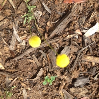 Craspedia variabilis (Common Billy Buttons) at Molonglo Valley, ACT - 5 Nov 2015 by GeoffRobertson