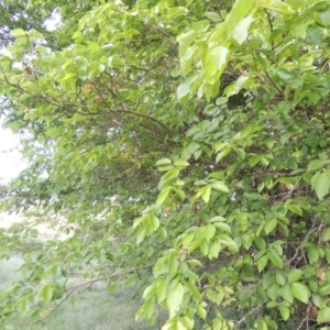 Ulmus procera at Tharwa, ACT - 2 Nov 2015