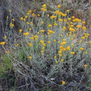 Chrysocephalum apiculatum at Paddys River, ACT - 2 Nov 2015