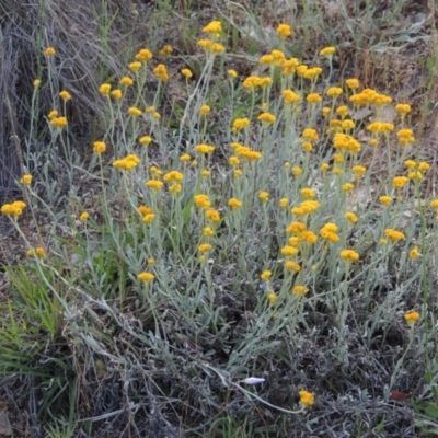 Chrysocephalum apiculatum (Common Everlasting) at Paddys River, ACT - 2 Nov 2015 by MichaelBedingfield