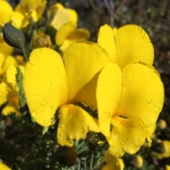 Gompholobium huegelii (Pale Wedge Pea) at Wandiyali-Environa Conservation Area - 5 Nov 2015 by Wandiyali