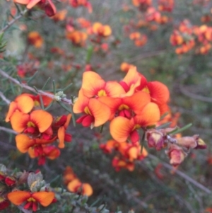 Dillwynia sericea at Fadden, ACT - 2 Nov 2015