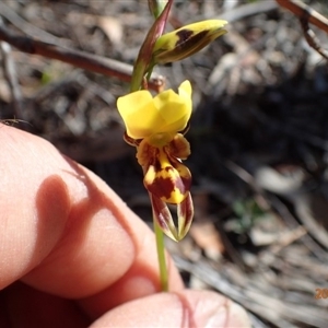 Diuris sulphurea at Point 5826 - suppressed