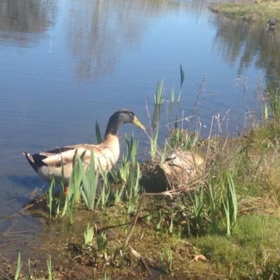 Anas platyrhynchos (Mallard (Domestic Type)) at Fadden Hills Pond - 2 Nov 2015 by eCalaby