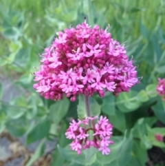 Centranthus ruber (Red Valerian, Kiss-me-quick, Jupiter's Beard) at Fadden, ACT - 2 Nov 2015 by eCalaby