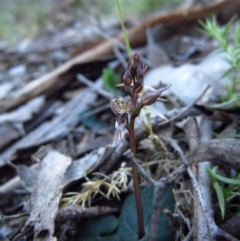 Acianthus collinus (Inland Mosquito Orchid) at Aranda Bushland - 14 May 2014 by CathB