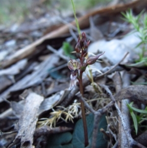 Acianthus collinus at Aranda, ACT - suppressed