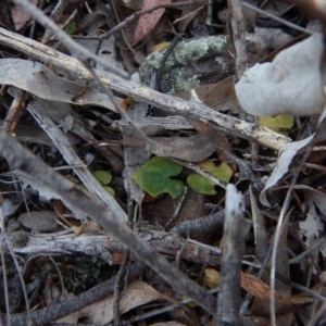 Acianthus collinus at Aranda, ACT - suppressed