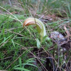 Diplodium truncatum (Little Dumpies, Brittle Greenhood) at Belconnen, ACT - 27 Mar 2012 by CathB