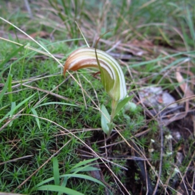 Diplodium truncatum (Little Dumpies, Brittle Greenhood) at Belconnen, ACT - 27 Mar 2012 by CathB