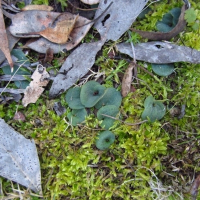 Cyrtostylis reniformis (Common Gnat Orchid) at Aranda, ACT by CathB