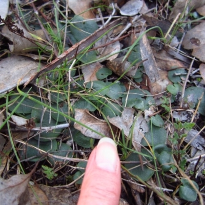 Corysanthes hispida (Bristly Helmet Orchid) at Aranda Bushland - 17 Jul 2015 by CathB