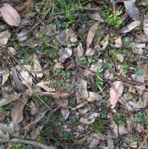 Corysanthes hispida at Aranda, ACT - suppressed