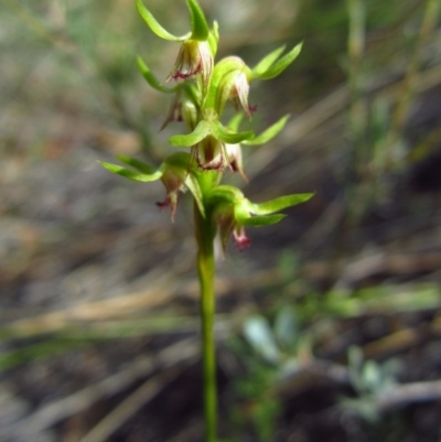 Corunastylis cornuta (Horned Midge Orchid) at Aranda, ACT - 18 Feb 2015 by CathB