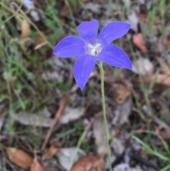 Wahlenbergia stricta subsp. stricta (Tall Bluebell) at Googong, NSW - 6 Nov 2015 by Wandiyali