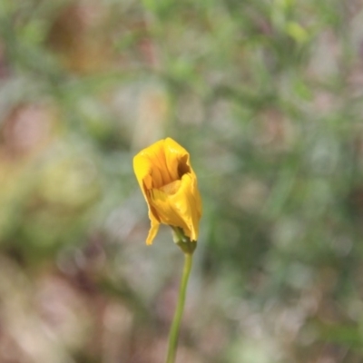 Unidentified at Mount Majura - 6 Nov 2015 by petersan