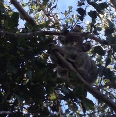 Phascolarctos cinereus (Koala) at Coominya, QLD - 6 Nov 2015 by gere