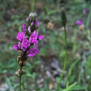 Cullen microcephalum at Jerrabomberra, NSW - 7 Nov 2015