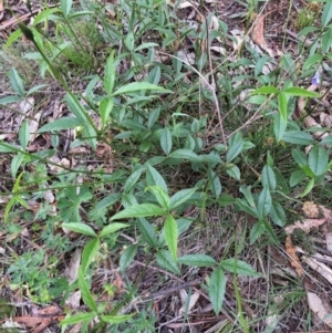 Cullen microcephalum at Jerrabomberra, NSW - 7 Nov 2015 09:13 AM