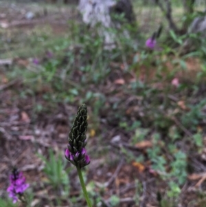 Cullen microcephalum at Jerrabomberra, NSW - 7 Nov 2015