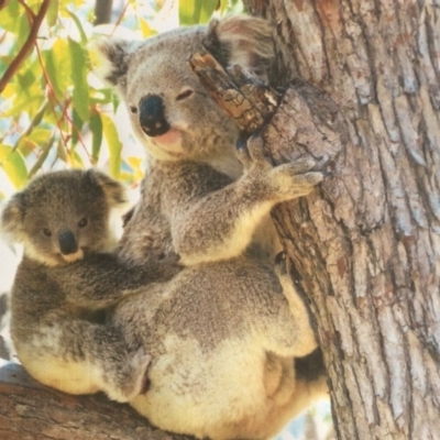Phascolarctos cinereus (Koala) at Moonbi, NSW - 6 Nov 2015 by schofield