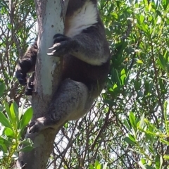 Phascolarctos cinereus (Koala) at Crafers, SA - 6 Nov 2015 by MLow