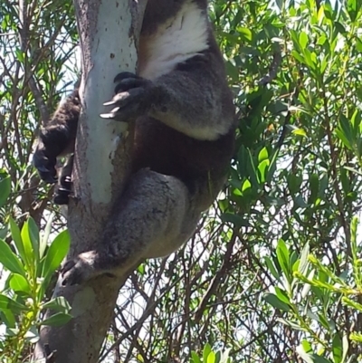 Phascolarctos cinereus (Koala) at Crafers, SA - 6 Nov 2015 by MLow