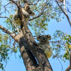 Phascolarctos cinereus (Koala) at Rosalie Plains, QLD - 1 Nov 2015 by MellyBear