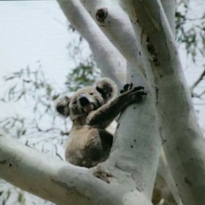 Phascolarctos cinereus (Koala) at Rosalie Plains, QLD - 4 Nov 2015 by MellyBear