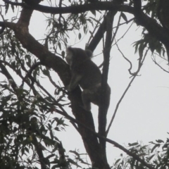 Phascolarctos cinereus (Koala) at Clunes, NSW - 5 Nov 2015 by SueM