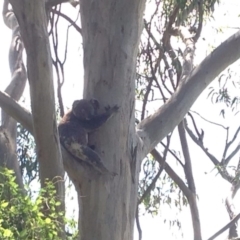 Phascolarctos cinereus (Koala) at Cawongla, NSW - 7 Nov 2015 by Komodo