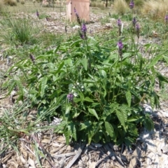 Cullen microcephalum (Dusky Scurf-pea) at Molonglo Valley, ACT - 7 Jan 2015 by AndyRussell