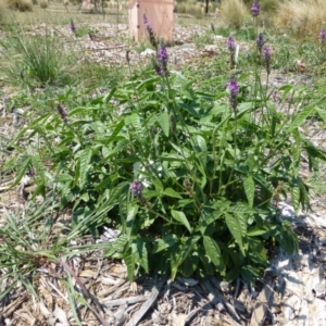 Cullen microcephalum at Molonglo Valley, ACT - 8 Jan 2015