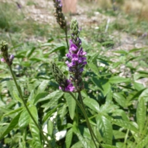 Cullen microcephalum at Molonglo Valley, ACT - 8 Jan 2015