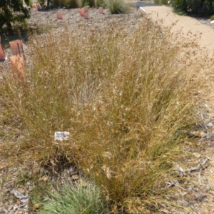 Themeda triandra at Molonglo Valley, ACT - 8 Jan 2015