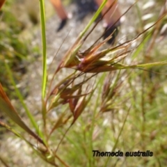 Themeda triandra at Molonglo Valley, ACT - 8 Jan 2015 10:25 AM