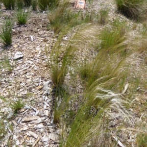 Austrostipa scabra subsp. falcata at Molonglo Valley, ACT - 16 Oct 2015 10:33 AM
