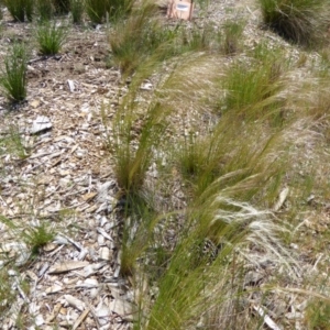 Austrostipa scabra subsp. falcata at Molonglo Valley, ACT - 16 Oct 2015