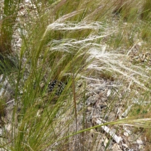 Austrostipa scabra subsp. falcata at Molonglo Valley, ACT - 16 Oct 2015