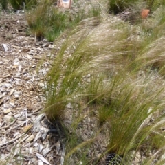 Austrostipa scabra subsp. falcata at Molonglo Valley, ACT - 16 Oct 2015 10:33 AM
