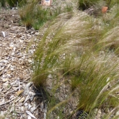 Austrostipa scabra subsp. falcata at Molonglo Valley, ACT - 16 Oct 2015