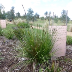 Carex appressa (Tall Sedge) at Majura, ACT - 22 Jan 2015 by AndyRussell