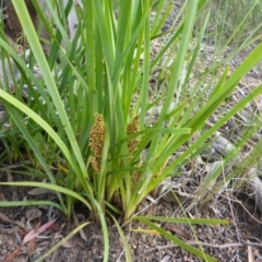Lomandra longifolia (Spiny-headed Mat-rush, Honey Reed) at Aranda, ACT - 3 Nov 2015 by JanetRussell