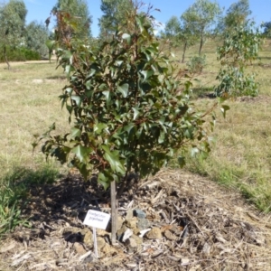 Brachychiton populneus subsp. populneus at Molonglo Valley, ACT - 15 Jan 2015