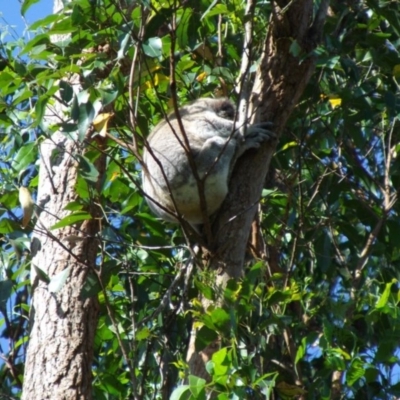 Phascolarctos cinereus (Koala) at Marom Creek, NSW - 6 Nov 2015 by Ken