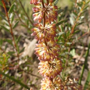 Lomandra multiflora at Aranda, ACT - 3 Nov 2015