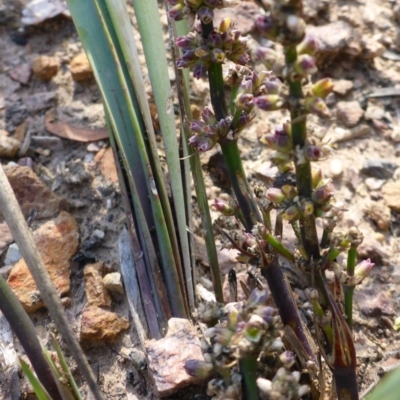 Lomandra multiflora (Many-flowered Matrush) at Aranda, ACT - 3 Nov 2015 by JanetRussell