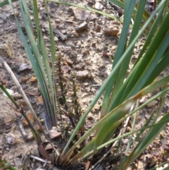 Lomandra multiflora at Aranda, ACT - 3 Nov 2015