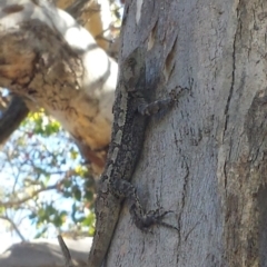 Amphibolurus muricatus (Jacky Lizard) at Aranda Bushland - 7 Nov 2015 by MattM