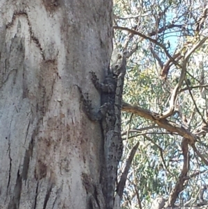 Amphibolurus muricatus at Cook, ACT - 7 Nov 2015